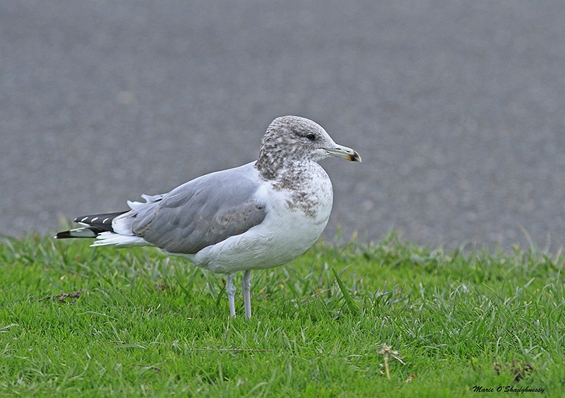 California Gull - ML38648001