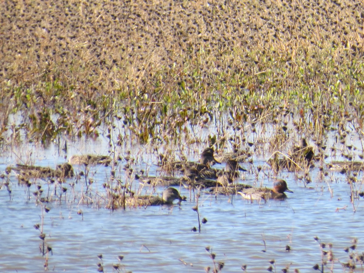 Green-winged Teal - ML386480081