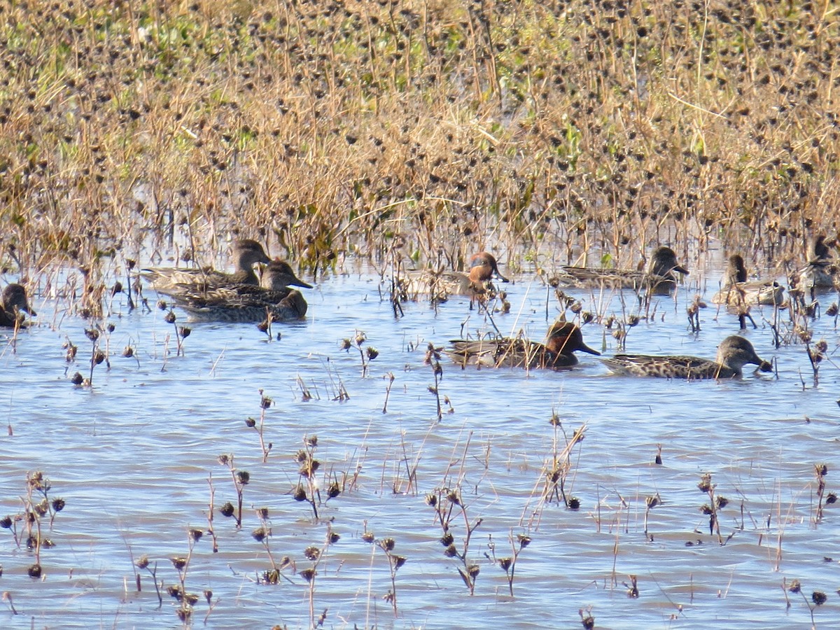 Green-winged Teal - ML386480121