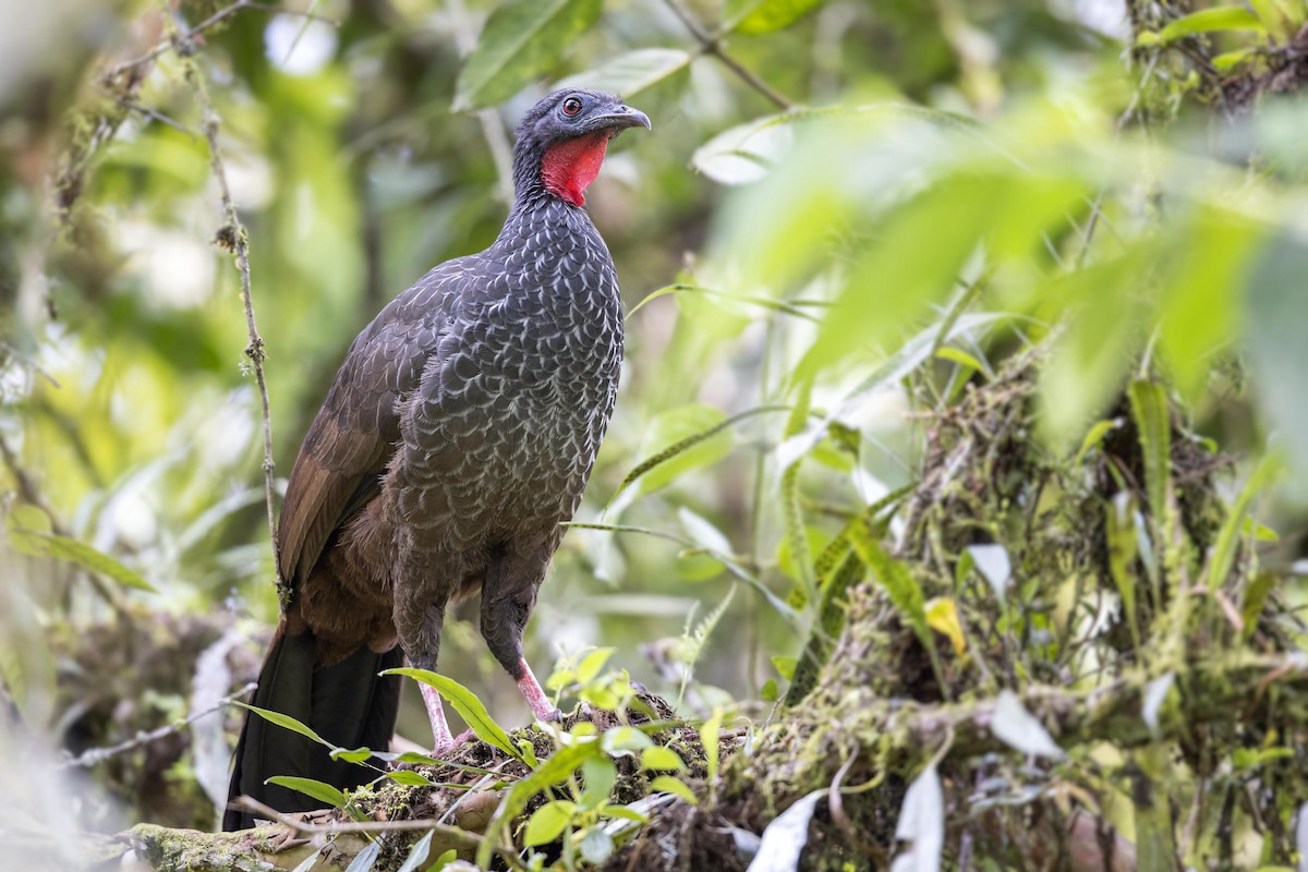 Cauca Guan - ML386480481