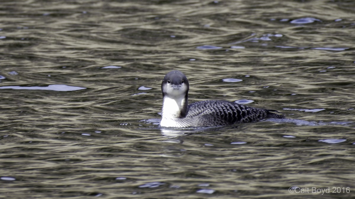 Pacific Loon - ML38648051