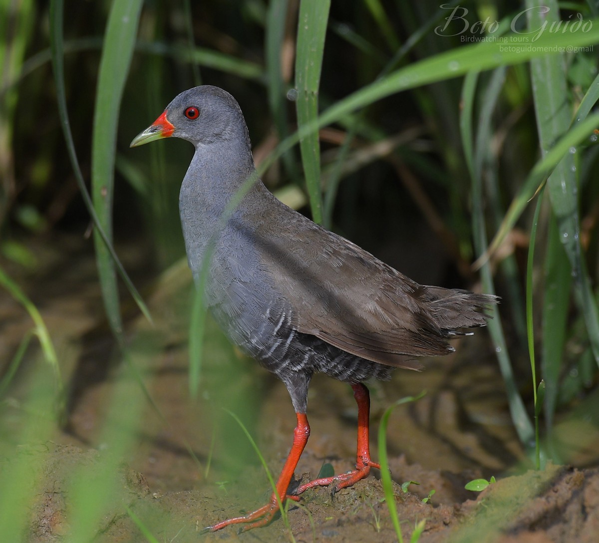 Paint-billed Crake - ML386480691