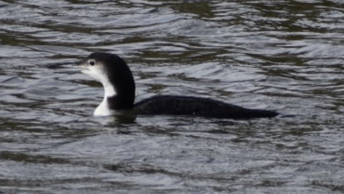 Common Loon - ML386481941