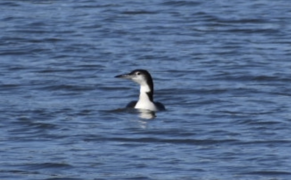 Common Loon - Dan Cowell