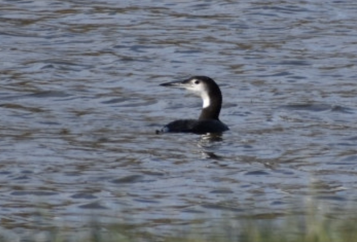 Common Loon - ML386482031