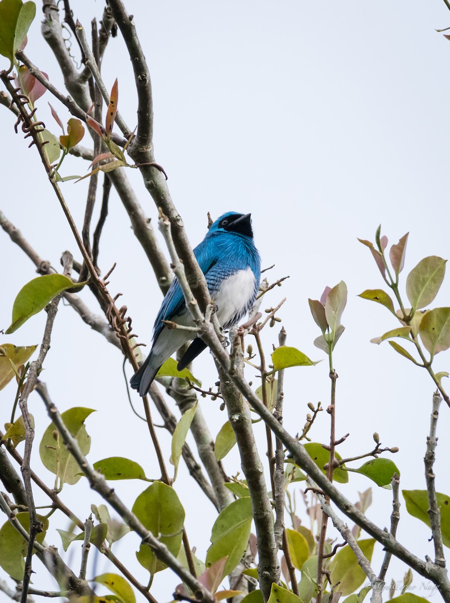 Swallow Tanager - Guillermo NAGY Aramacao Tours