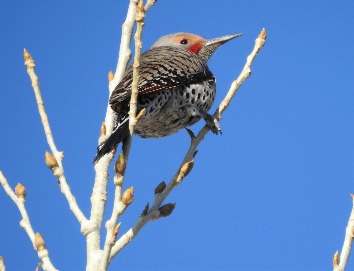 Northern Flicker - ML386484471