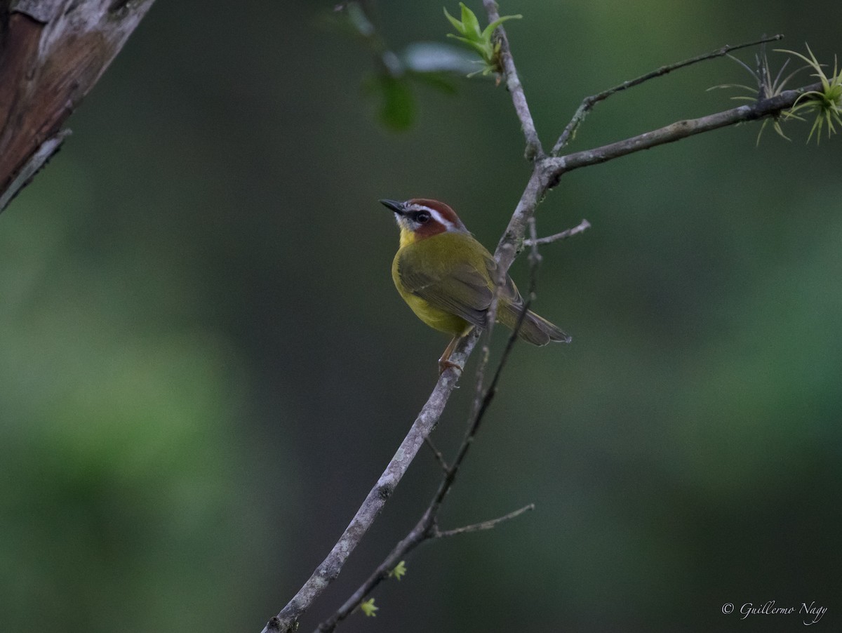 Chestnut-capped Warbler - Guillermo NAGY Aramacao Tours