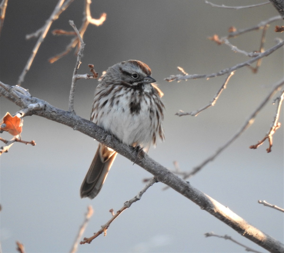 Song Sparrow - ML386486631