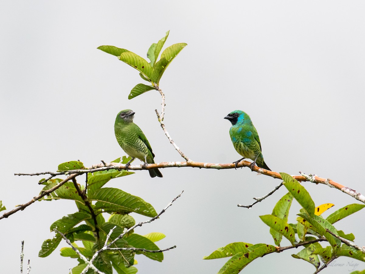 Swallow Tanager - Guillermo NAGY Aramacao Tours