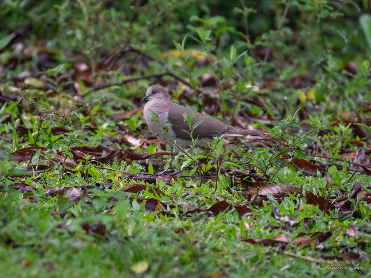 White-tipped Dove - Guillermo NAGY Aramacao Tours