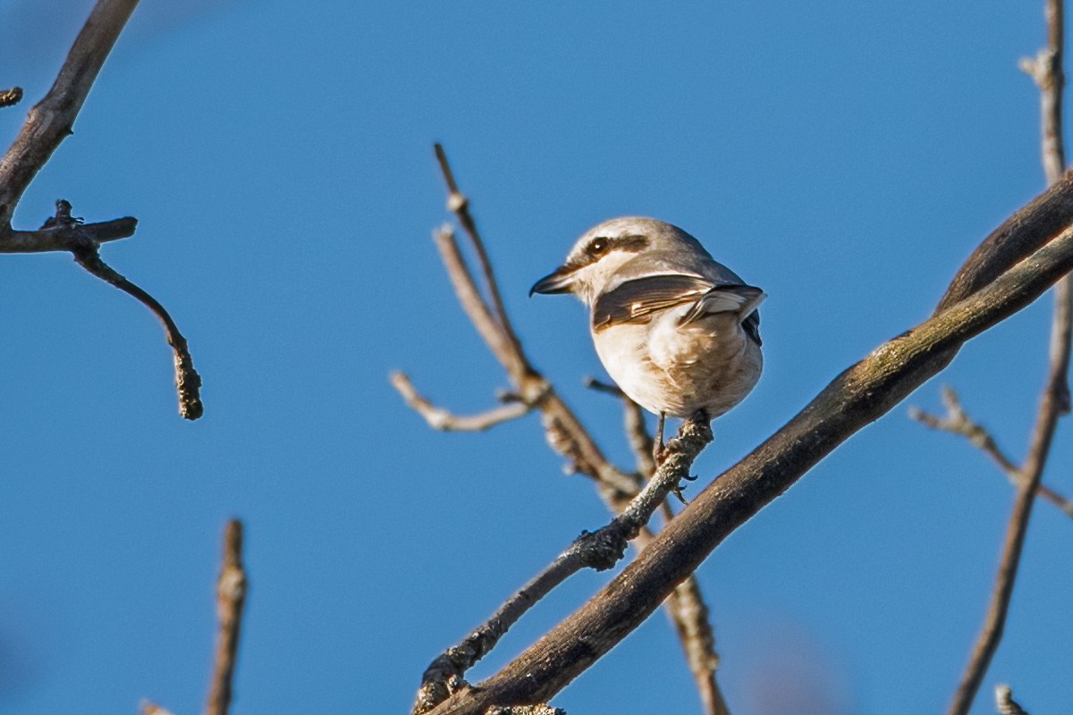 Northern Shrike - Sue Barth