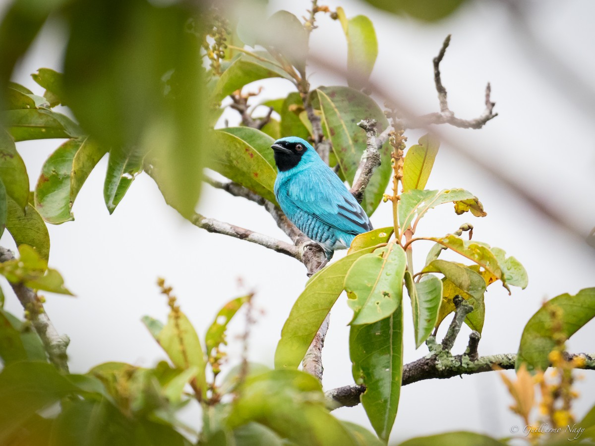 Tangara Golondrina - ML386486861