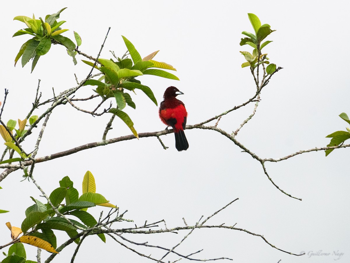 Crimson-backed Tanager - Guillermo NAGY Aramacao Tours