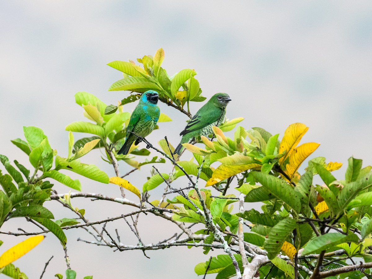 Tangara Golondrina - ML386486961