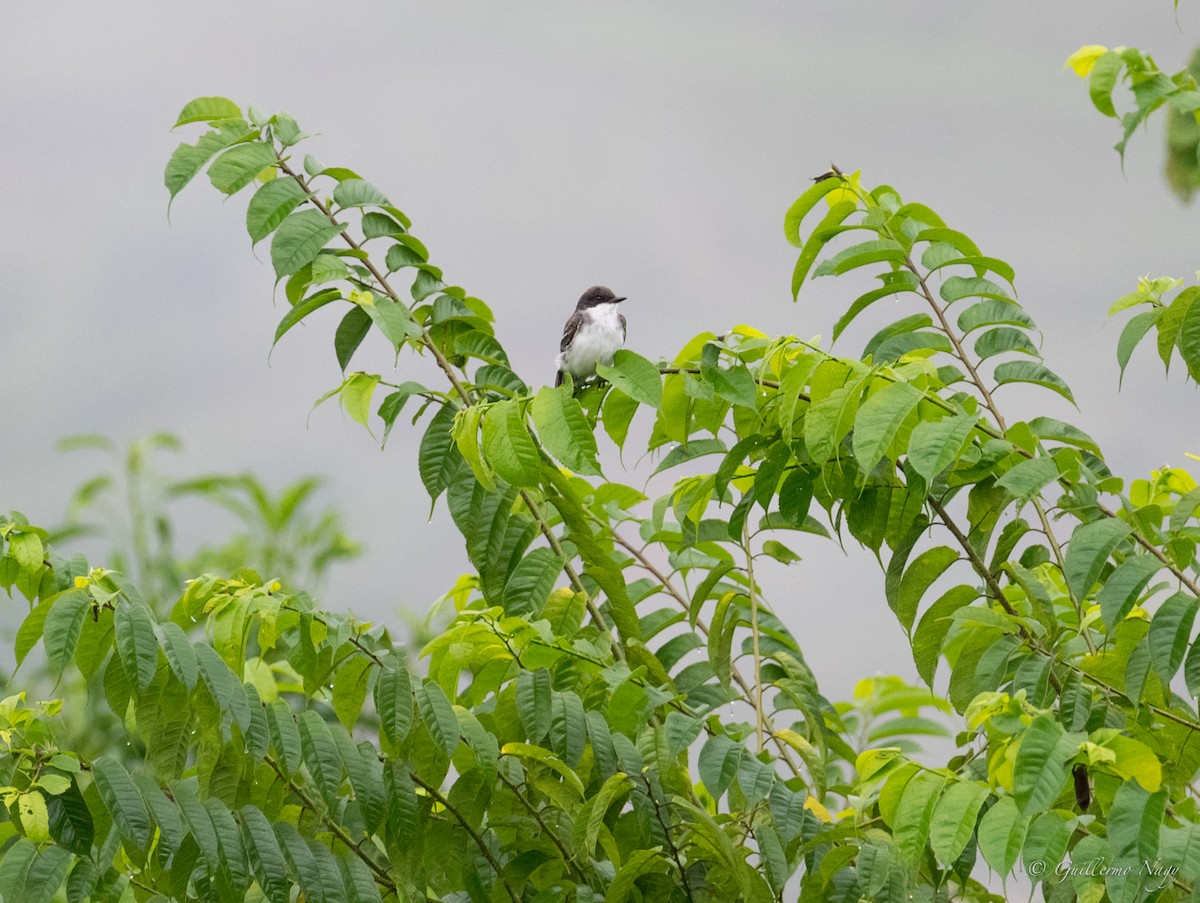 Eastern Kingbird - Guillermo NAGY Aramacao Tours