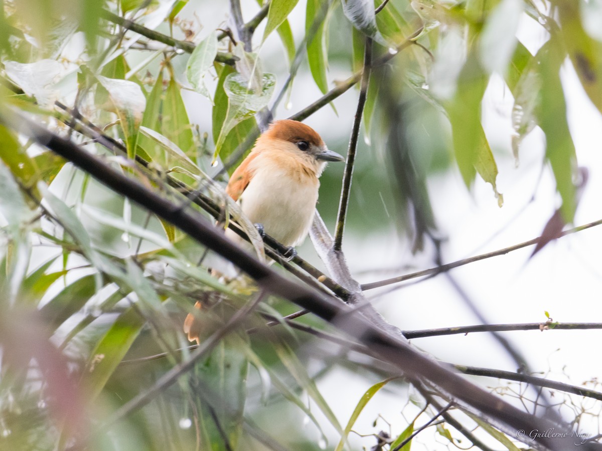 Cinereous Becard - Guillermo NAGY Aramacao Tours