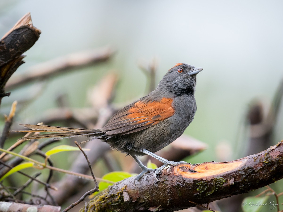 Slaty Spinetail - ML386487221