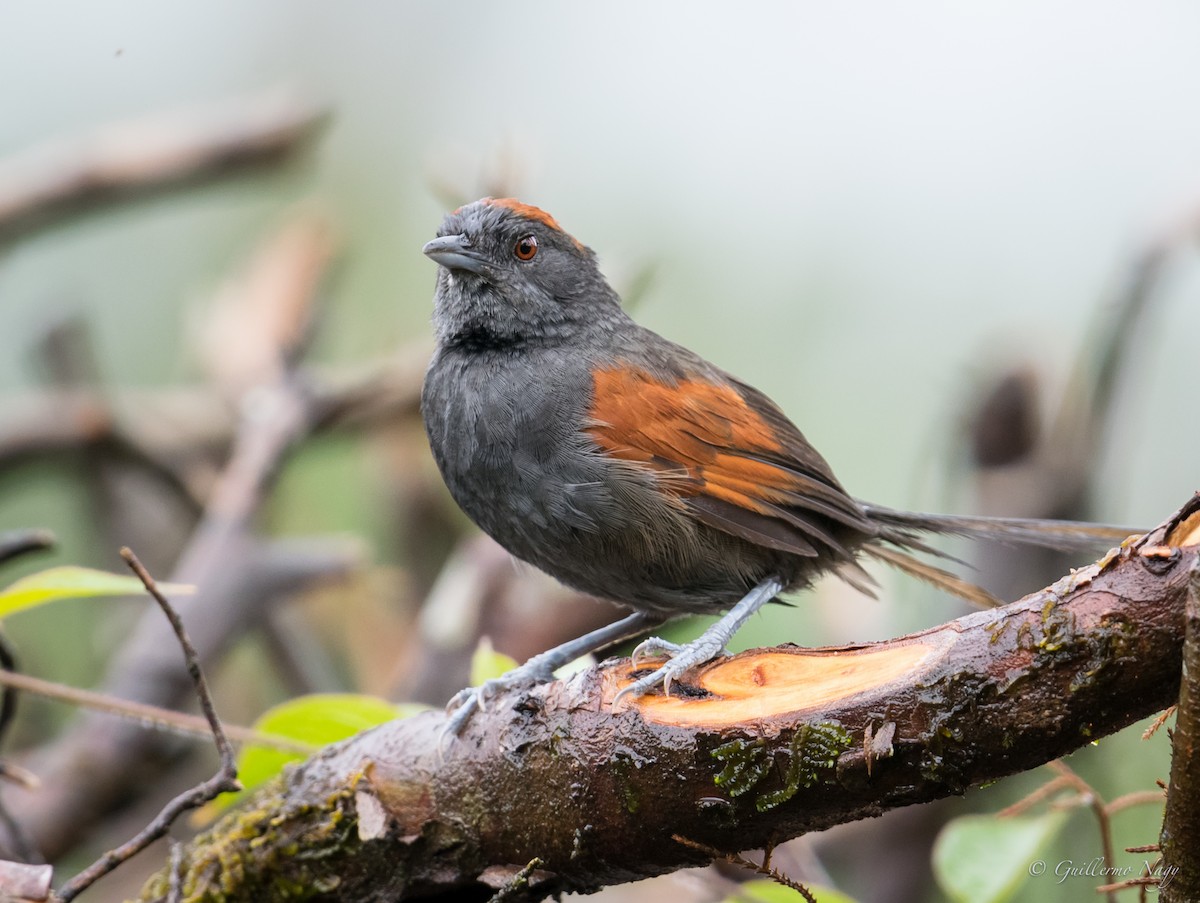 Slaty Spinetail - Guillermo NAGY Aramacao Tours