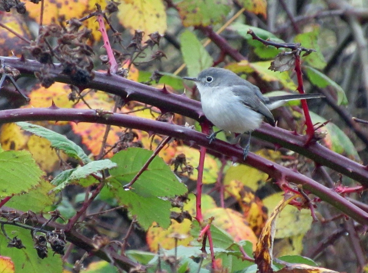 Blue-gray Gnatcatcher (caerulea) - ML38648741