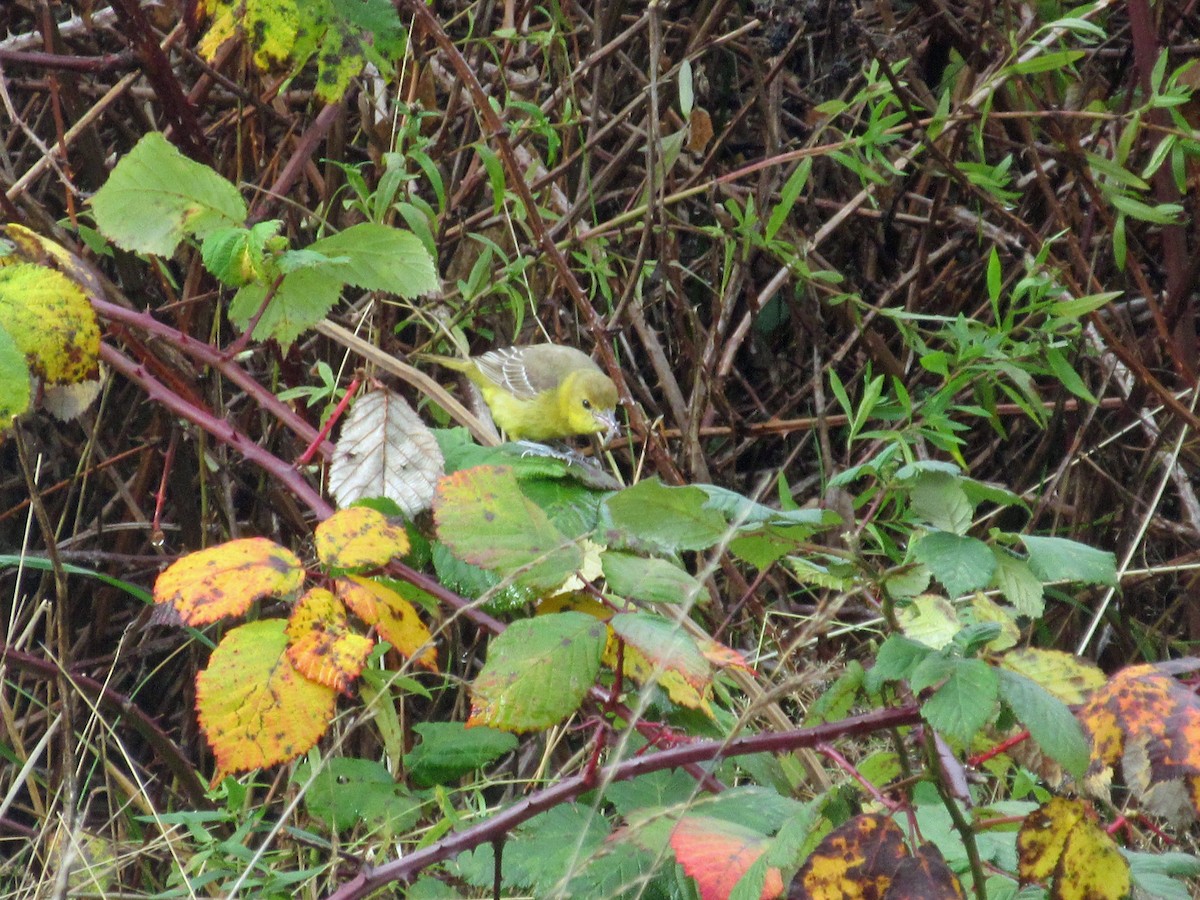 Orchard Oriole - ML38648821