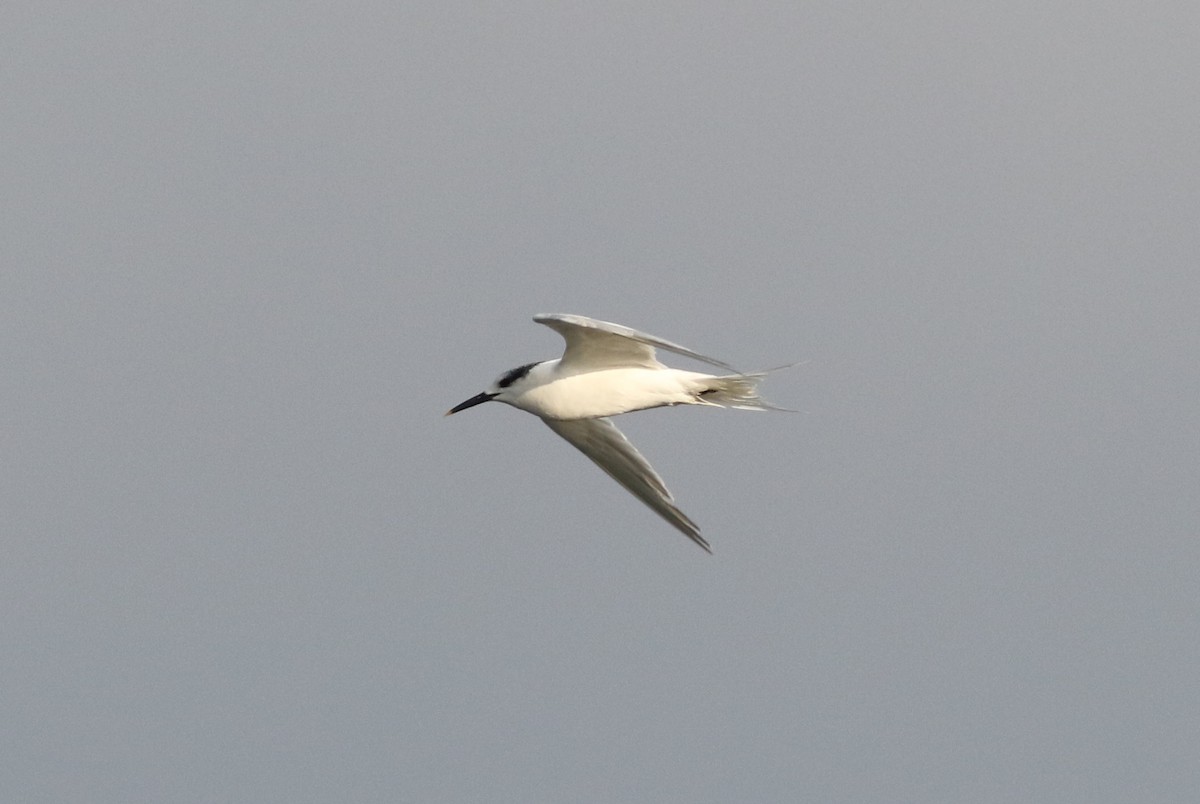 Sandwich Tern - ML386489661