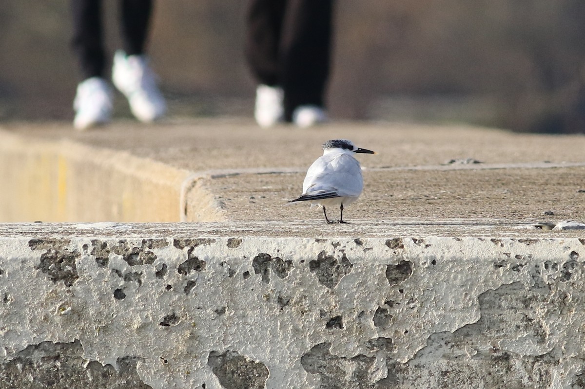 Sandwich Tern - ML386489671