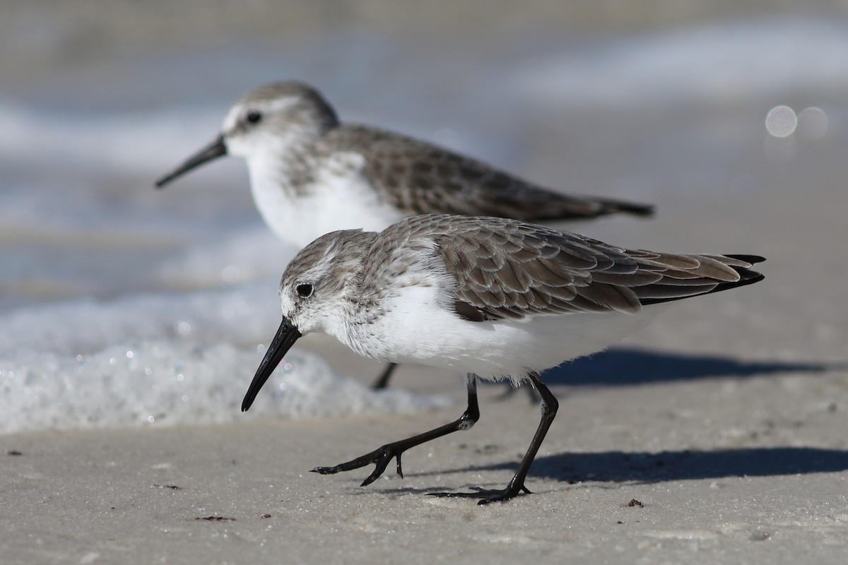 Western Sandpiper - Vince Capp