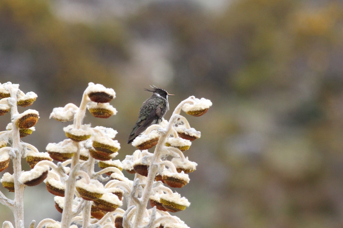 White-bearded Helmetcrest - ML38649241