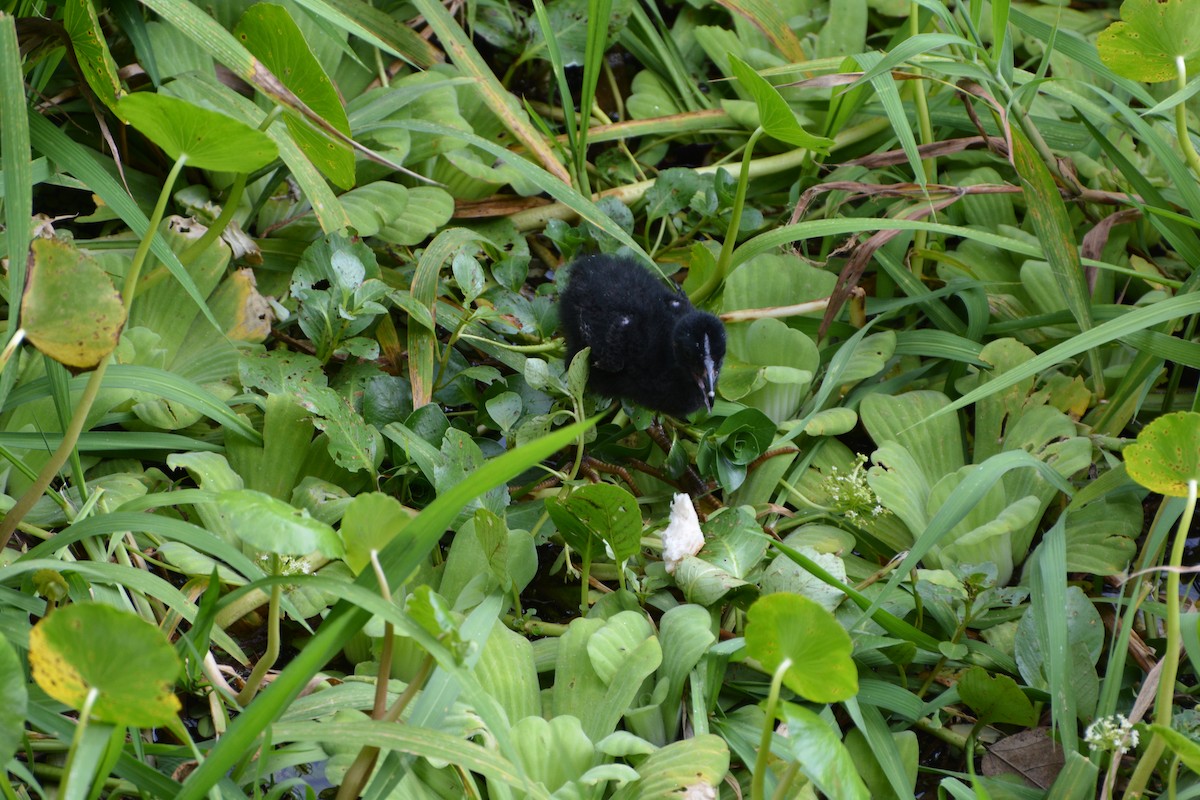 Purple Gallinule - ML386493931