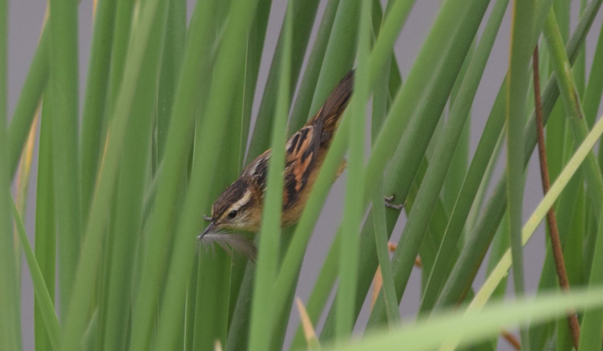 Wren-like Rushbird - Paul Vandenbussche