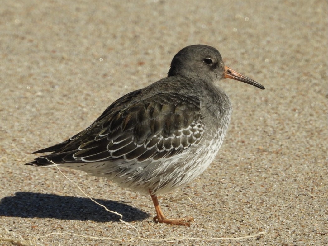 Purple Sandpiper - ML386494591