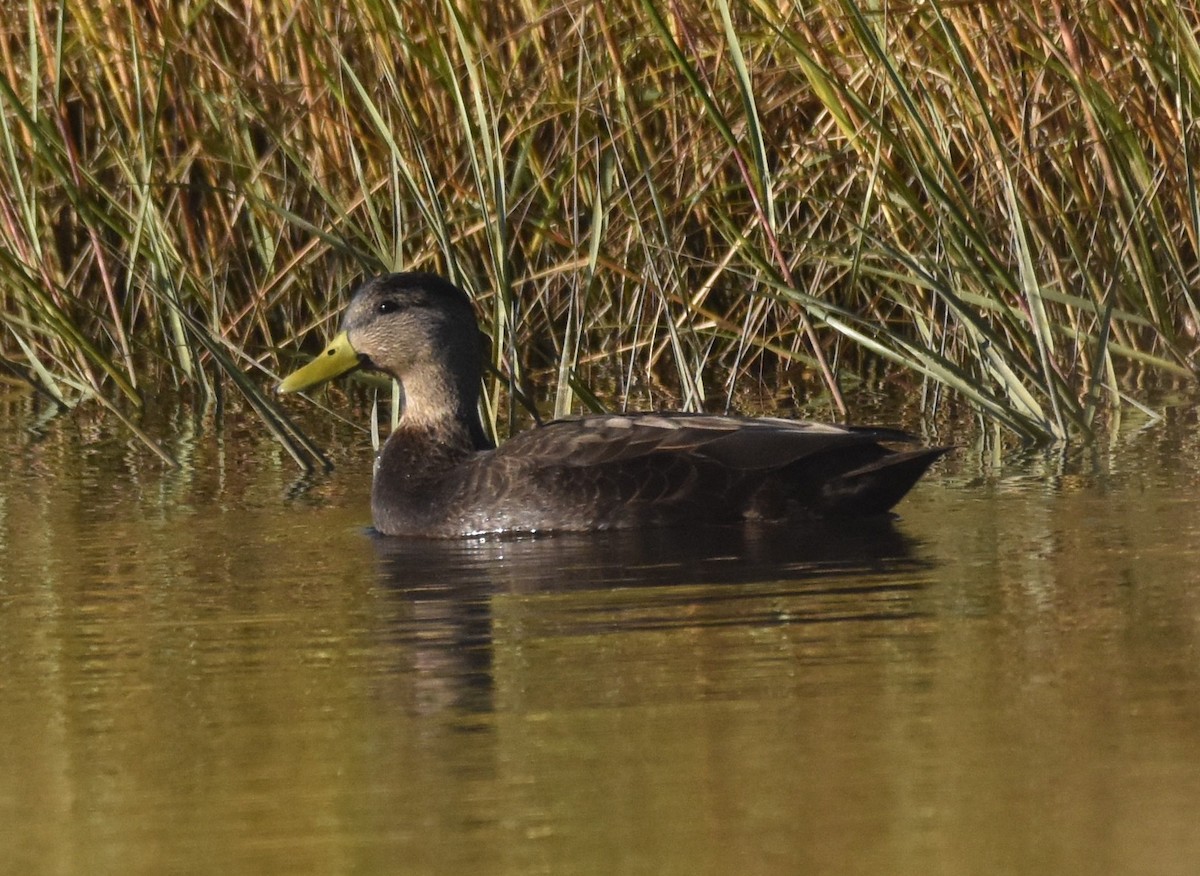 American Black Duck - ML386494641