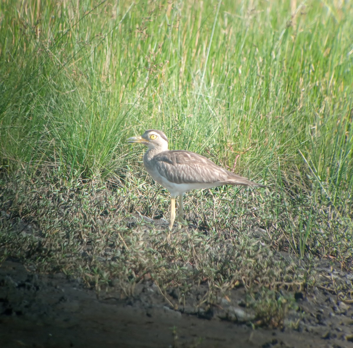 Double-striped Thick-knee - ML386494651