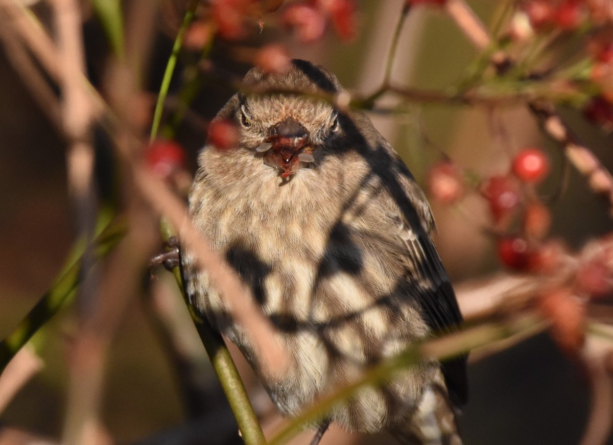 House Finch - Barbara Seith