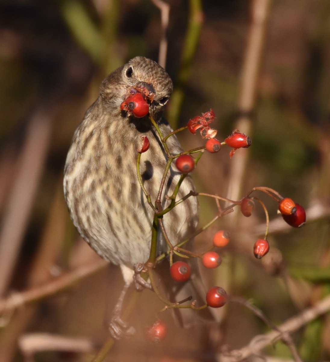 House Finch - ML386494691