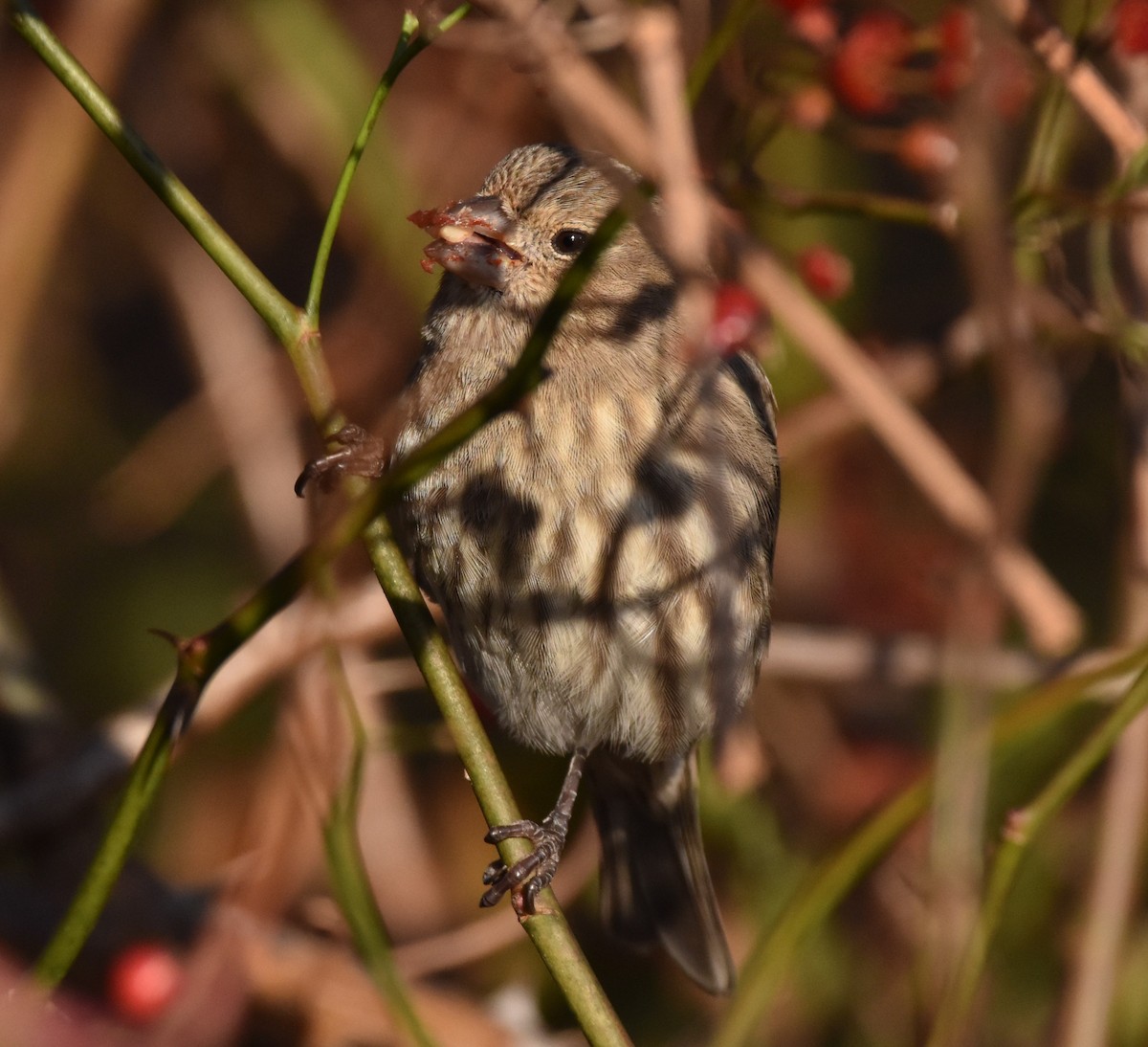 House Finch - ML386494701