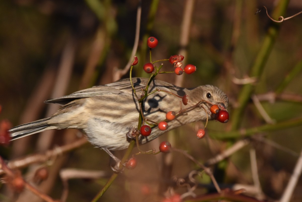 House Finch - ML386494711