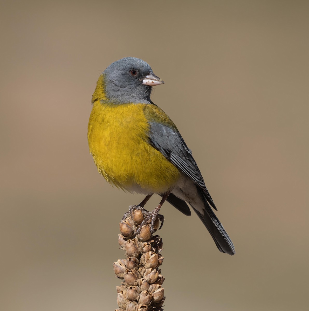 Gray-hooded Sierra Finch - ML386494741