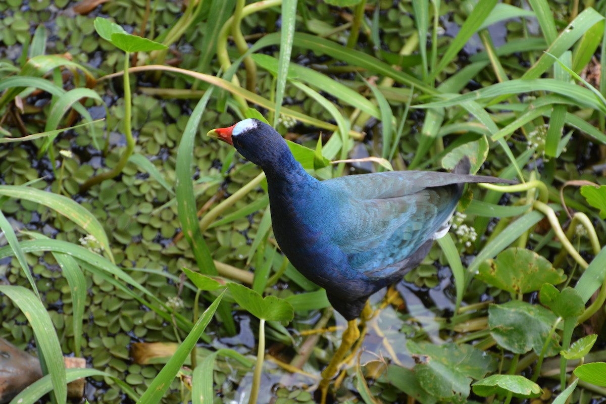 Purple Gallinule - ML386497021