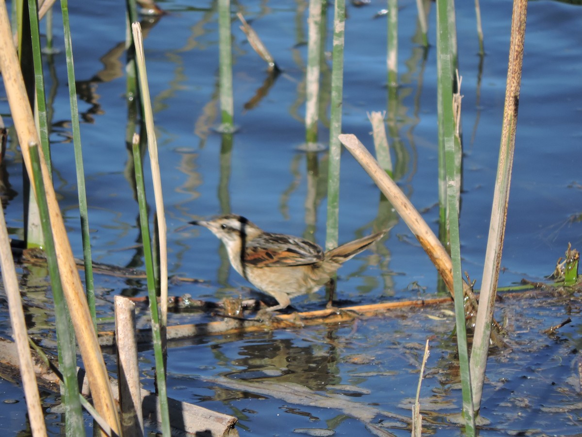 Wren-like Rushbird - Mónica  Cobelli