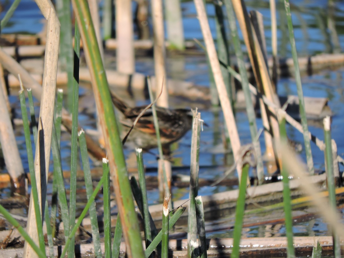 Wren-like Rushbird - Mónica  Cobelli