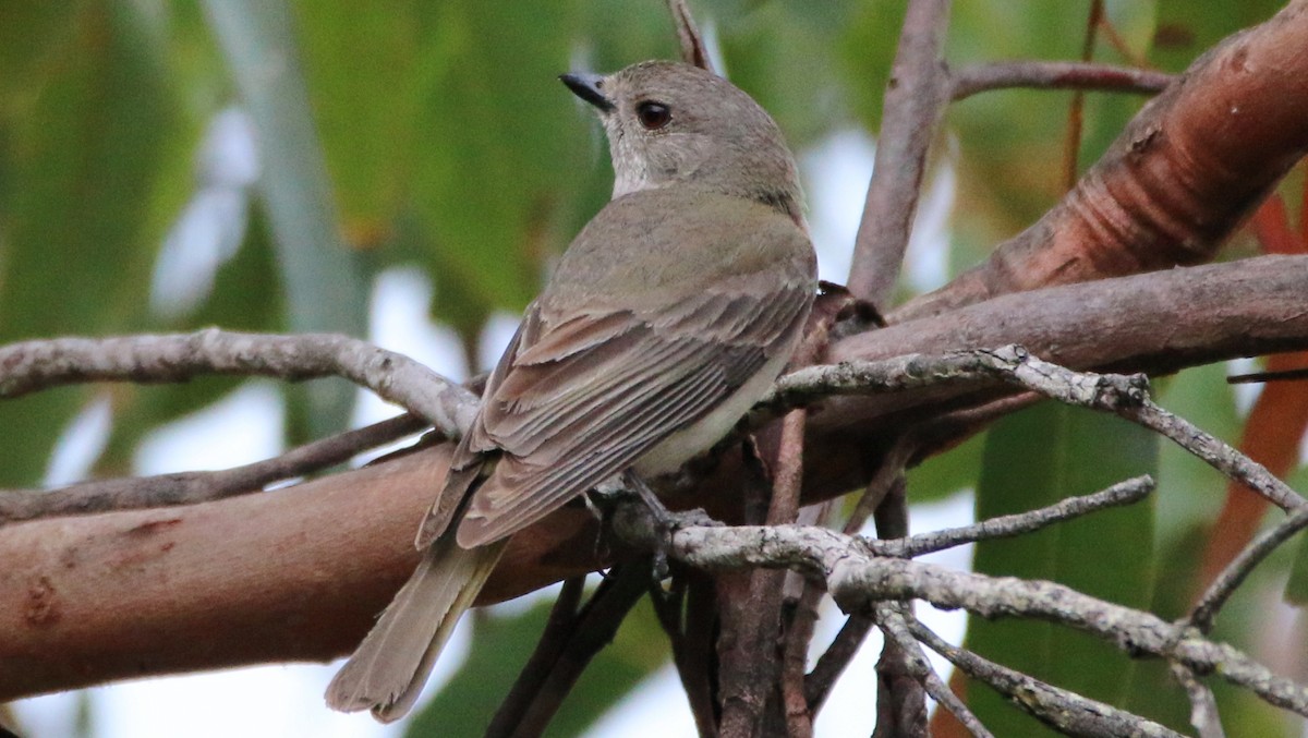 Golden Whistler - ML38649801