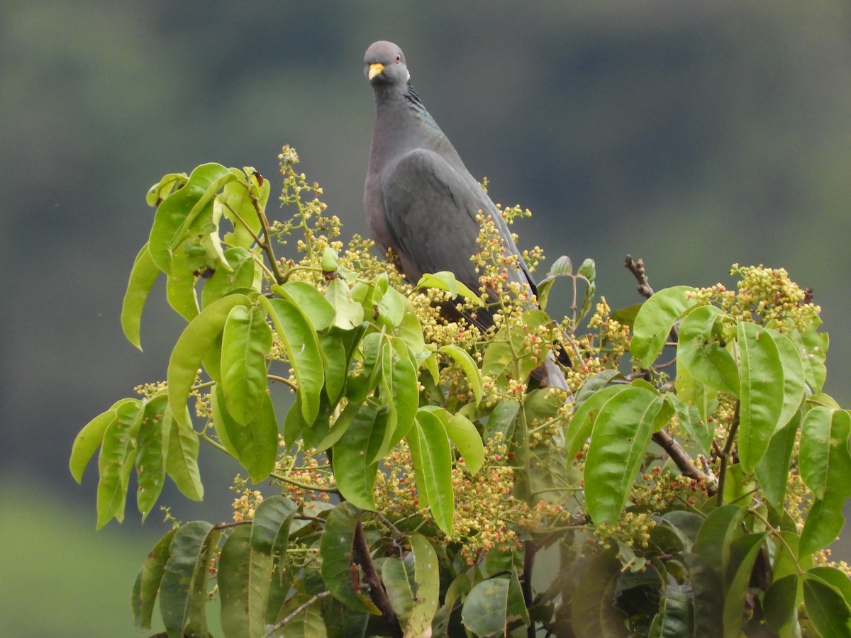 Band-tailed Pigeon - ML386499251
