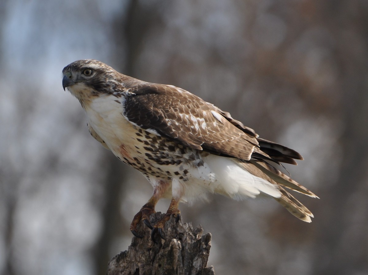 Red-tailed Hawk - ML386502871