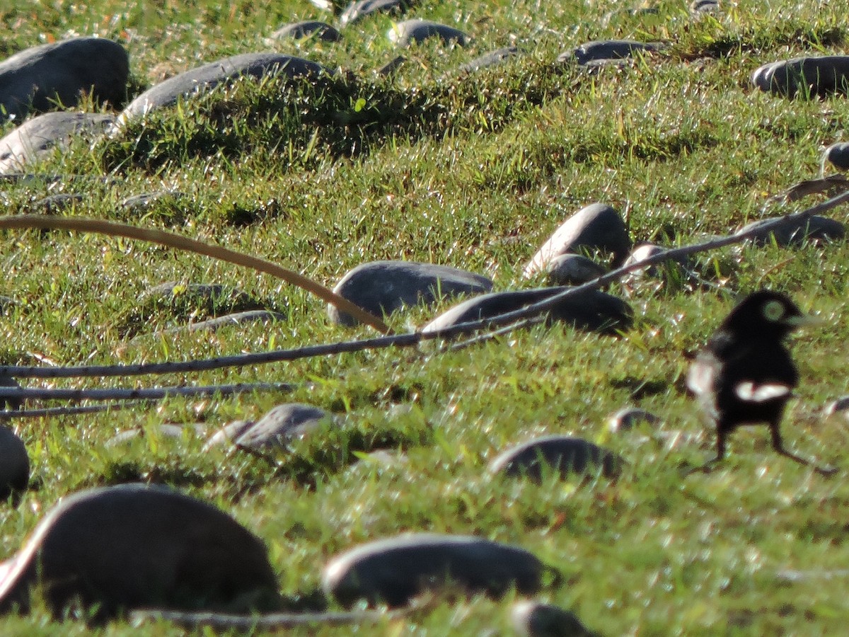 Spectacled Tyrant - Mónica  Cobelli