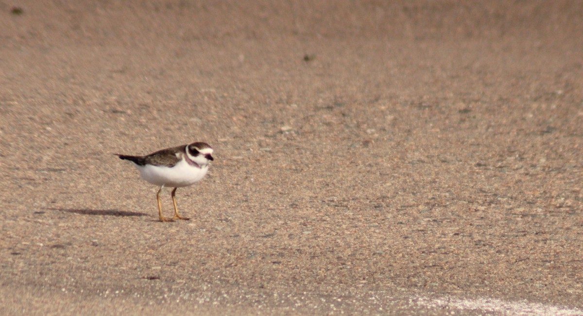 Semipalmated Plover - ML386504091