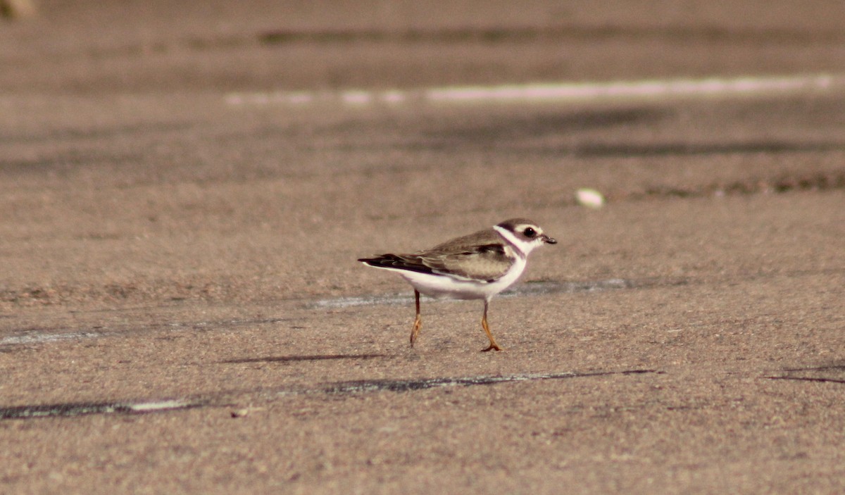 Semipalmated Plover - ML386504141