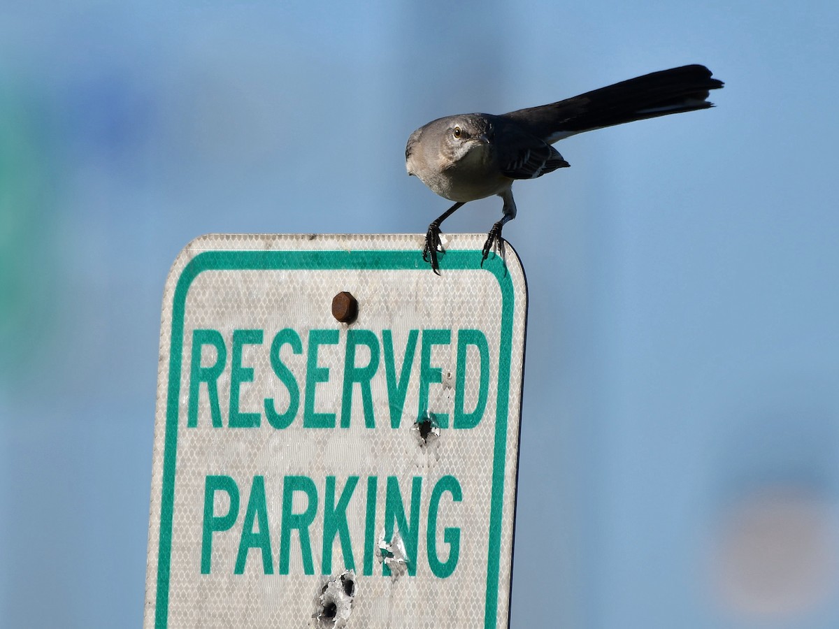 Northern Mockingbird - Bill Massaro