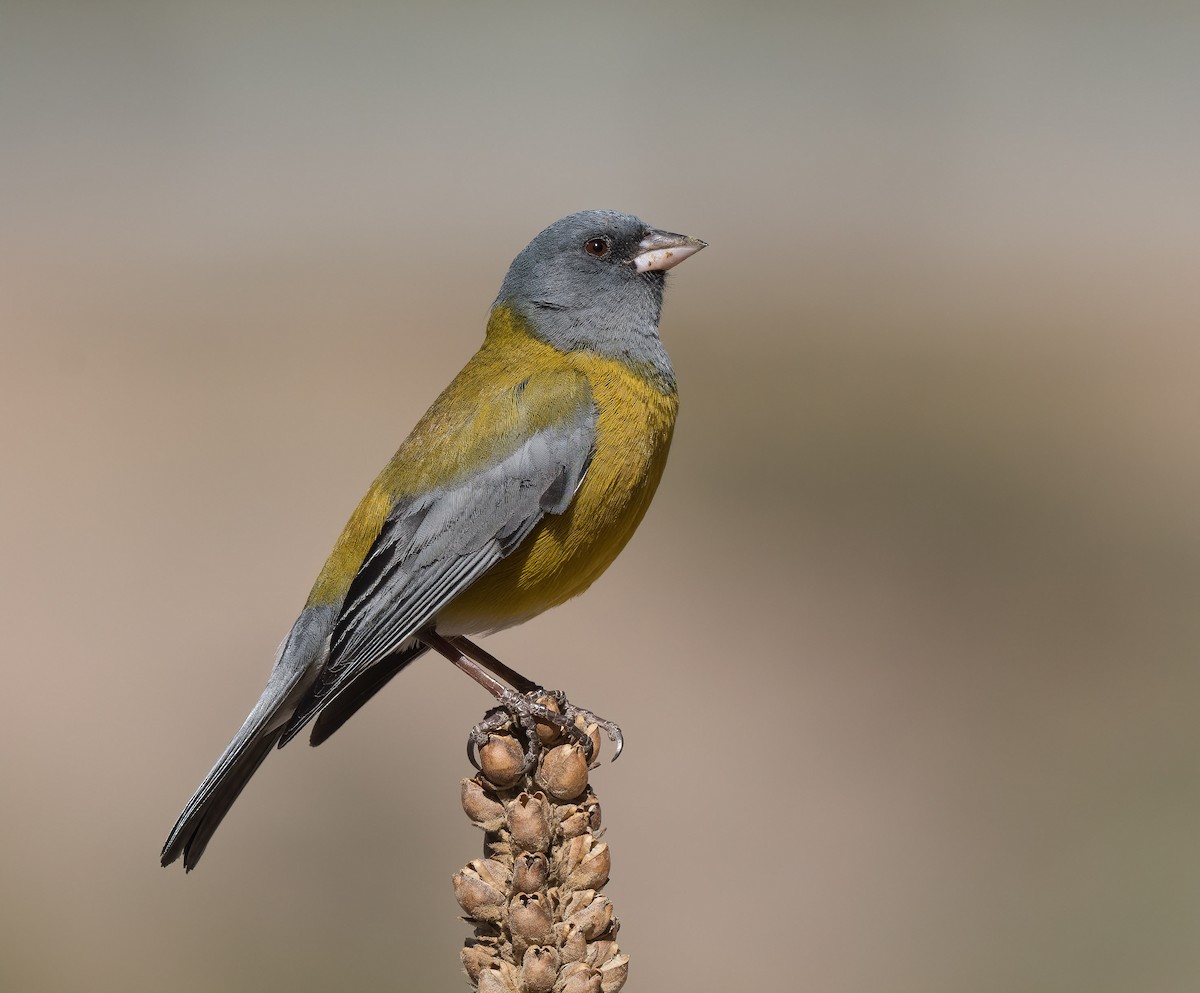 Gray-hooded Sierra Finch - ML386505211